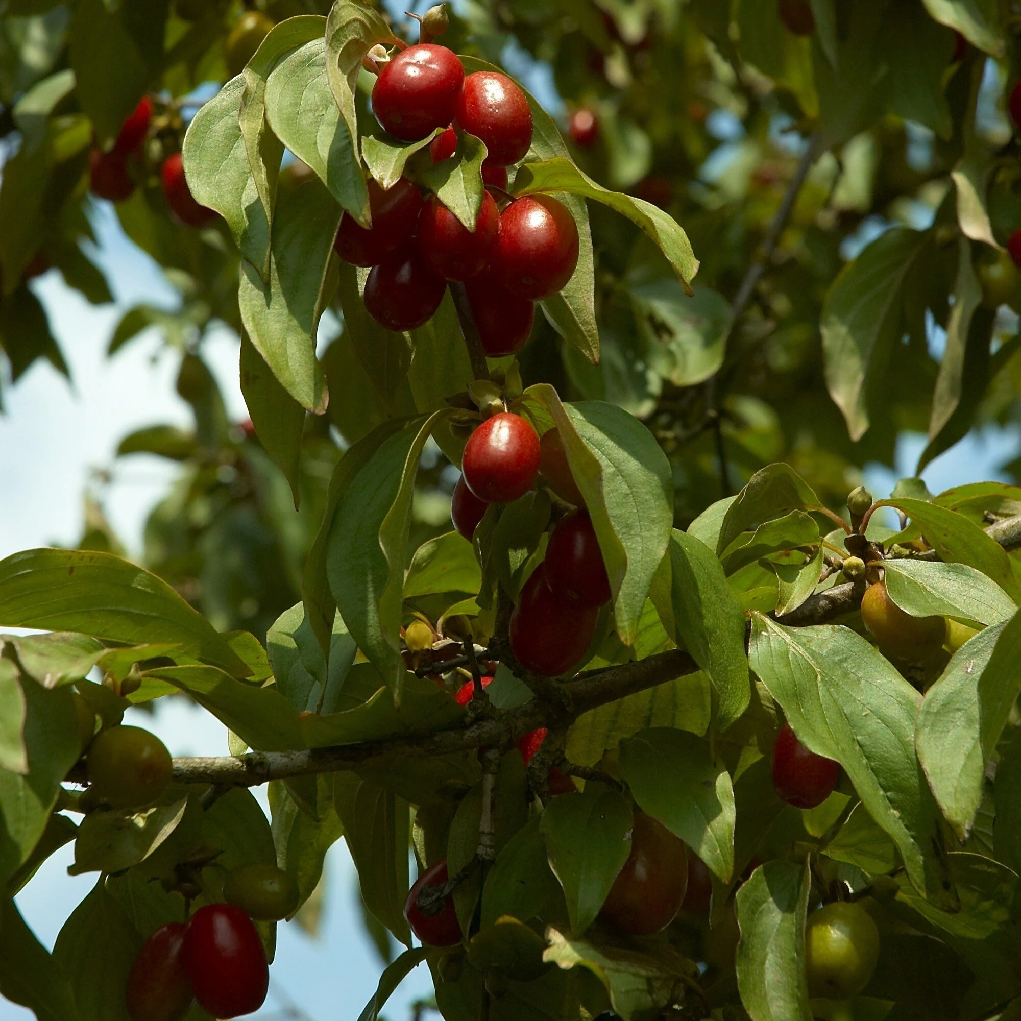 Cornelian Cherry — Wanderlust Nursery